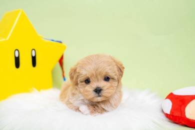 Maltipoo