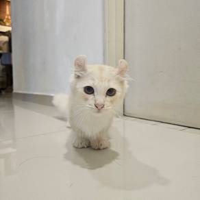 kinkalow short leg munchkin 