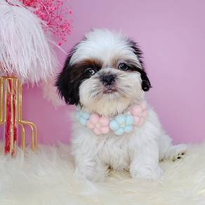 Shih Tzu