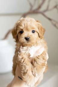 N8553 Velvety Maltipoo Big Eyes Teddy Face Baby Do