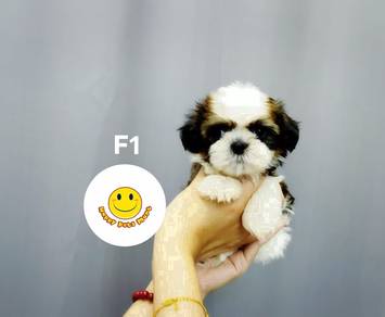 U6688 beautiful Shih Tzu bi color haired