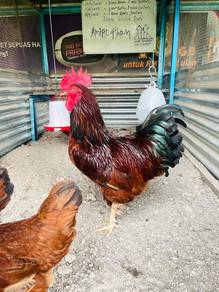 ayam penelur baka rir