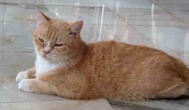 Orange Cat