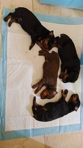 Doberman for sale