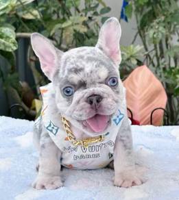 FRENCH BULLDOG PUPPIES 🌻S196 Boy~Girl