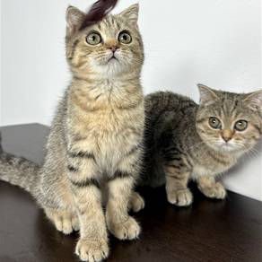 BSH Tabby + Scotish (each)