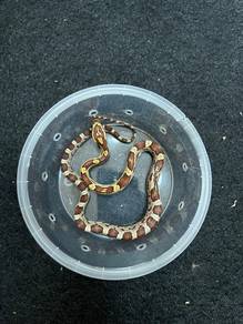 normal corn snake murah offer
