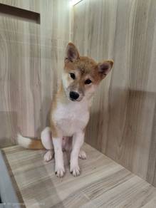 Shiba Inu for sale
