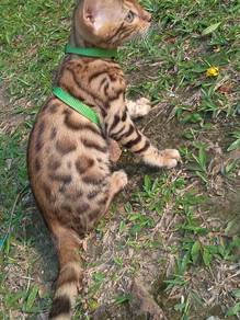 Rosseted bengal