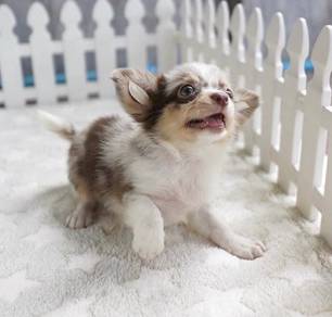 CHIHUAHUA PUPPIES 320🌷Head Apple Cute Dog