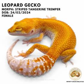 Leopard Gecko Malaysia Striped Tangerine Tremper