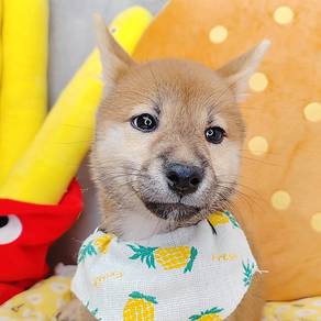 Shiba