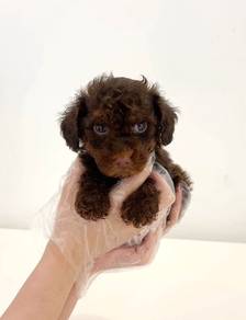 G50 Fluffy Maltipoo Dog