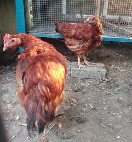 Ayam RIR anak muda sepasang