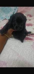 Pompoo