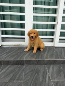 XL Golden Retriever puppies