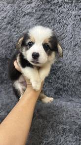 长尾柯基男
Corgi with tail
Male
M1
Dob : 08-08-26