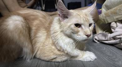Maine coon WCFcert
