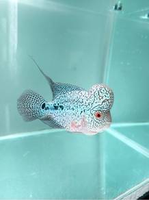 flowerhorn