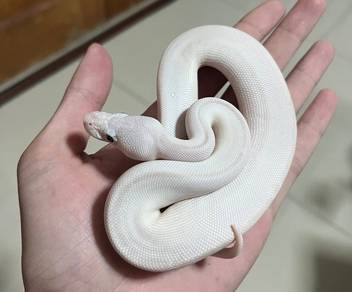 snake ular Ball phyton