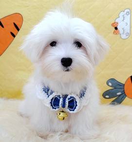 Maltese
