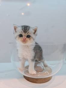 BSH + Scottish fold