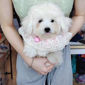 Bichon Frise