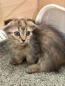 Munchkin Fold