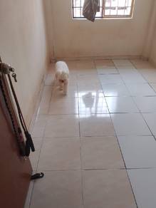 Pets boarding pet hotel