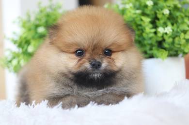 Pomeranian