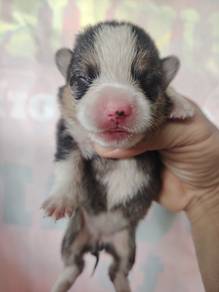 Pure Tricolor Corgi