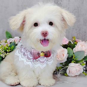 Maltipoo
