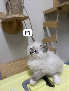 Ragdoll mix munchkin non std