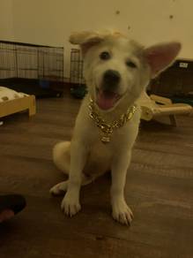 Husky mix Golden Retriever