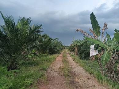 Agricultural Land in Pontian, JHR