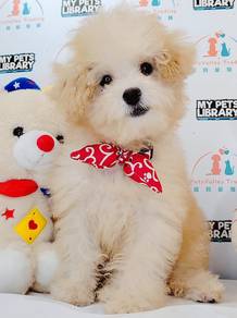 Maltipoo
