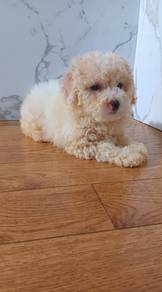 Toy Poodle Puppy