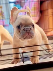 FRENCH BULLDOG PUPPIES 🌻VIP46 Boy