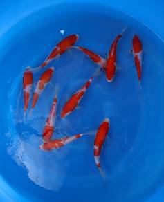 Japanese koi