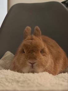 rabbit arnab netherland dwarf