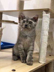 BSH × Siamese Smoke color Cat