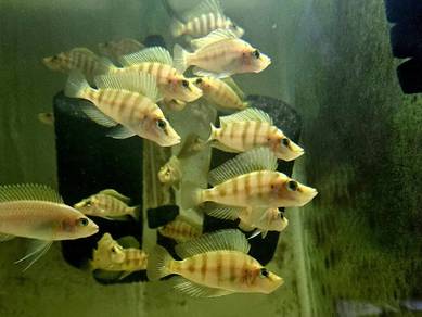 Compreciceps Mandarin Gold