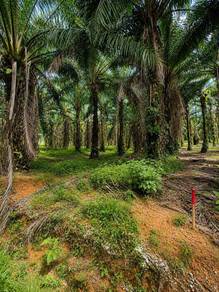 Agricultural Land in Kota Tinggi, JHR