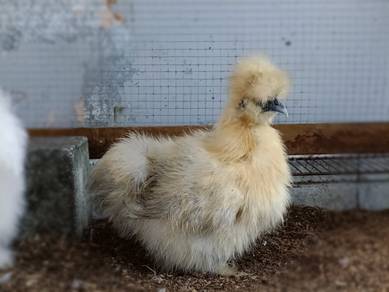American Silkie