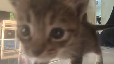 Kitten
