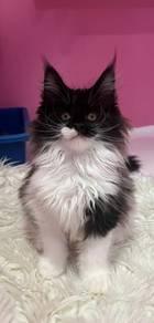 Purebred Maine Coon Kitten