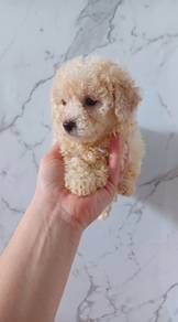 Toy Poodle Puppy