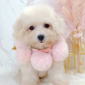 Poodle