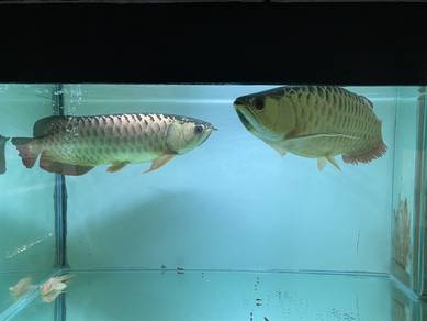 Arowana besar (Jantan & Betina)