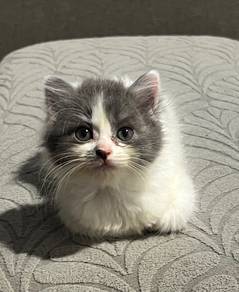 DLH girl kitten | Very Gentle, Loving & Chill
